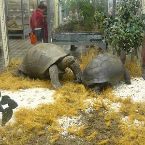 Aldabra tortoises