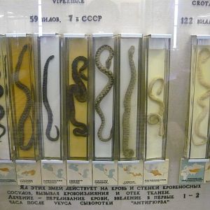 Vipers of (former) USSR