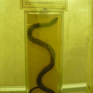 High woods coral snake