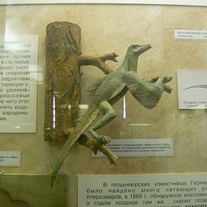 Heilmann's hypothetical "Proavis" model