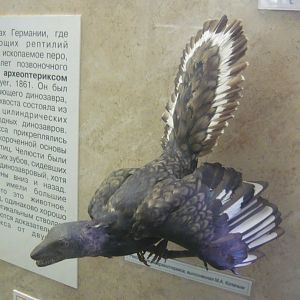 Archaeopteryx model