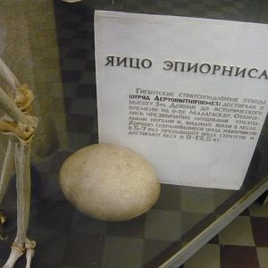 Aepyornis egg