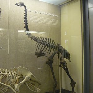 Moa skeleton