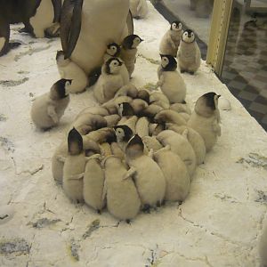 Emperor penguin chicks