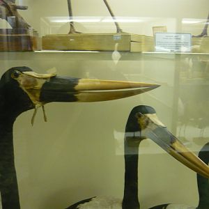 Saddle-billed storks