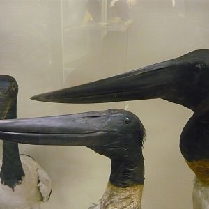 Jabiru