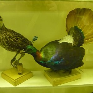 Himalayan monals
