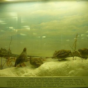 Grey partridges