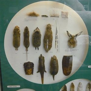 Mammalian integumentary derivatives