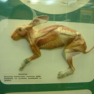 Rabbit musculature