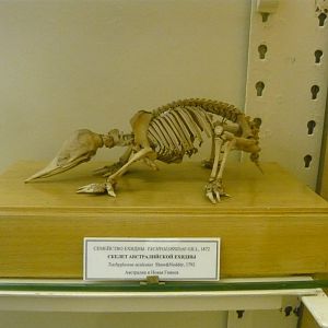 Echidna skeleton