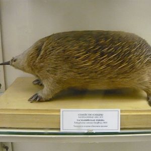 Tasmanian echidna