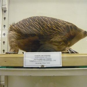 Australian echidna