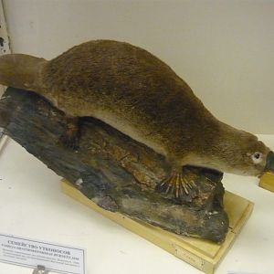Platypus