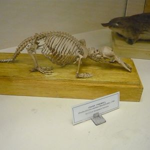 Platypus skeleton