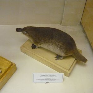Platypus