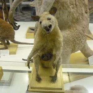 Bare-tailed woolly opossum