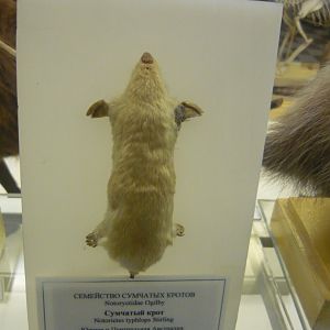 Southern marsupial mole