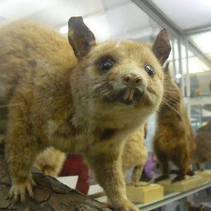 Possum