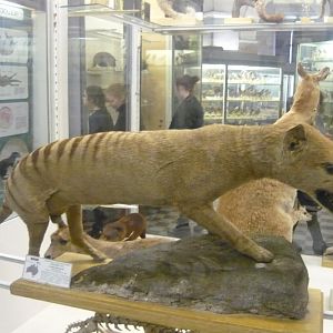 Thylacine