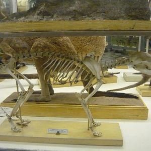 Thylacine skeleton