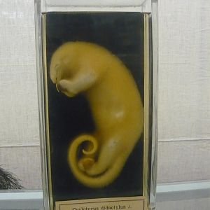 Silky anteater