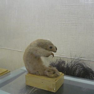Silky anteater