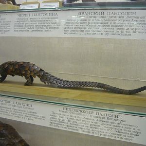 Long-tailed pangolin