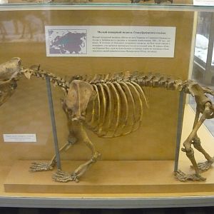 Small cave bear skeleton