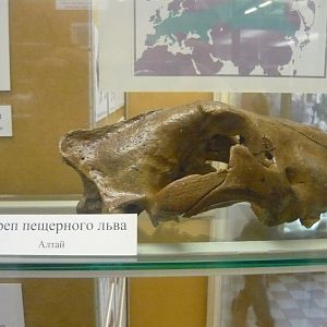 Cave lion skull