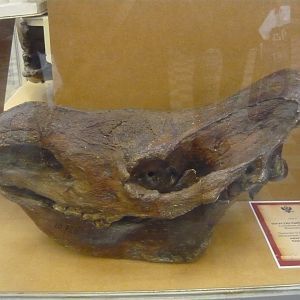 Woolly rhinoceros skull