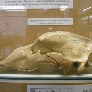 Cave bear skull