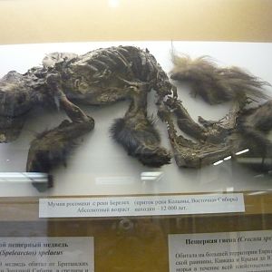 Mummified Pleistocene wolverine
