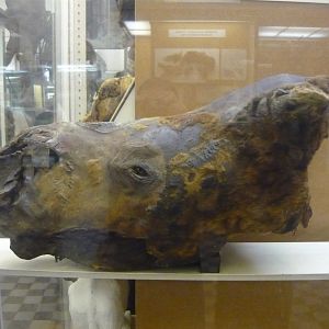 Mummified Woolly rhinoceros head