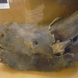 Mummified Woolly rhinoceros head