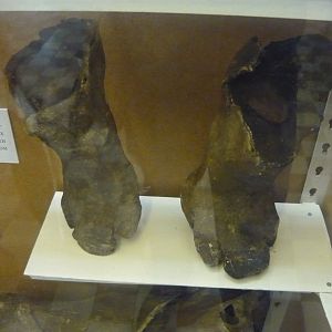Mummified Woolly rhinoceros limbs