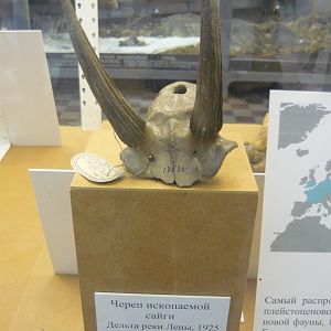 Pleistocene Saiga skull fragment