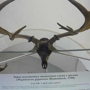 Irish elk skull