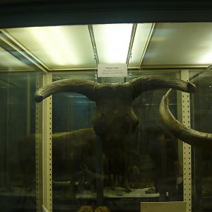 Aurochs skull