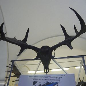 Irish elk skull