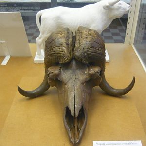 Pleistocene Muskox skull