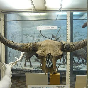 Steppe bison skull