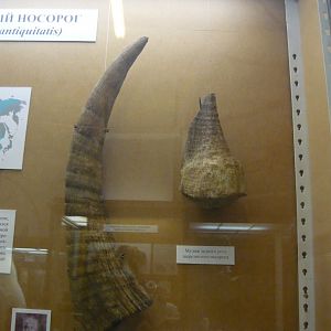 Woolly rhinoceros horns