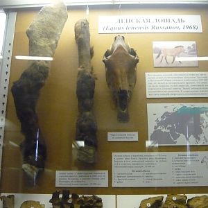 Mummified Pleistocene Siberian horse fragments and skull