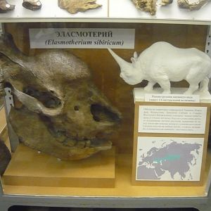 Elasmotherium skull and reconstruction