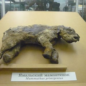 Mummified Woolly mammoth calf from Yamal