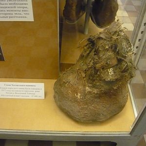 Mummified Woolly mammoth foot