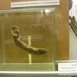 Penis of the Magadan Woolly mammoth calf