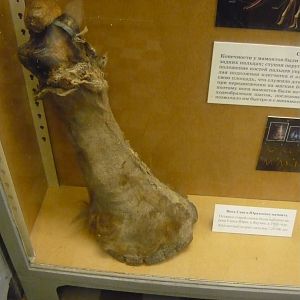 Mummified Woolly mammoth limb