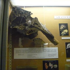 Sagittal section of the mammoth skull